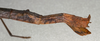 CollectionObject 1557828; 91c5cc64-746b-48a9-84f5-ac2c31d11e3d: copyright NMW, Vienna. female: end of abdomen, lateral view of synonym Carausius ribbei (syntype). (CollectionObject).