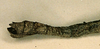 CollectionObject 1557829; 4f7cd6c2-8097-47b7-a54c-1b8cf04e9a9d: copyright CUMZ, Cambridge. female: end of abdomen, lateral view of synonym Myronides simplex (holotype). (CollectionObject).