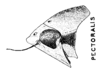 Habitus, lateral view: (Observation).