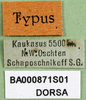 CollectionObject 1501129; 2b61ec1f-926d-43ce-b52f-c6516010e5fa: labels (holotyoe). (CollectionObject).