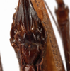 CollectionObject 1534501; MZPW Dohrn collection, 9ba91bef-717d-4d6f-b2f6-3df4e1742f2e: female subgenital plate (holotype). (CollectionObject).