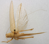 CollectionObject 1535034; b7182fef-3c1a-4af3-9407-f0a342186a30: female habitus, dorsal view (syntype). (CollectionObject).