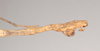 CollectionObject 1559814; 2a298c8a-596c-4db2-aba1-84063b998a7b: copyright Natural History Museum, London. male: end of abdomen, lateral view of Necroscia sarpedon (syntype). (CollectionObject).;CollectionObject 1559815; 3368a023-0585-4ab9-967a-1f3367d9a27c: copyright Natural History Museum, London. male: end of abdomen, lateral view of Necroscia sarpedon (syntype). (CollectionObject).