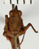 CollectionObject 1529889; 51470ec7-01b6-4b85-a928-a8352b94dc67: female, frontal view (holotype). (CollectionObject).;CollectionObject 1529890; 6f14e6dd-fe3e-46f7-99ca-3e30fa6cab0e: female, frontal view (holotype). (CollectionObject).