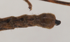 CollectionObject 1560491; NHMUK(SF IMPORT DUPLICATE) 845128, 81f27b38-b3f2-4413-a052-00ace60aa4e3: copyright Natural History Museum, London. male: end of abdomen, dorsal view (holotype). (CollectionObject).