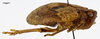 Habitus, lateral view on Eucameruna nigrostriata Synave, 1979: (Observation).
