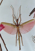 CollectionObject 1560872; 671d1159-98bf-4be4-8a51-efb40f47d9e1: copyright MHNG, Geneva. male (paratype). (CollectionObject).