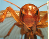 female, frontal view (holotype). Depicts CollectionObject 1538306; f2a8e4d0-e473-4613-be65-2fded8c4be0e, a CollectionObject.