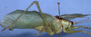 CollectionObject 1504215; 1c501441-1609-402a-9dd7-e1f885412a66: male, lateral view (holotype). (CollectionObject).