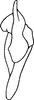 Stylus: !! display not done !! on Hiatusorus schonhorsti (Nielson, 1982): Stylus. (Observation).
