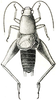 Hoplosphyrum occidentale (Scudder, 1869): Fig. 24. dorsal view (allotype). (Otu).