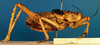 CollectionObject 1500336; 36175b2b-8f59-4390-8e62-da00f9583a51: male, lateral view (holotype of var. gigantea). (CollectionObject).