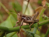 FieldOccurrence 62; a6cbd490-484c-43da-b2bf-47ec7ba147aa; Tanzania
Vumari S Pare, 2019/02/15: male. (FieldOccurrence).