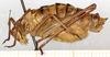 CollectionObject 1499637; beadbcd5-50bc-41d2-ae1d-c28d5f79e8c4: male, lateral view (holotype?). (CollectionObject).