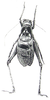 Tarragoilus diuturnus Gorochov, 2001: Fig. 20. male, dorsal view. (Otu).
