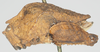 CollectionObject 1576825; 817c978e-77c1-4815-a105-203df4512638: female, lateral view. (CollectionObject).