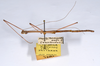 CollectionObject 1563615; 00ecc9e6-e4ea-436c-a95c-69f08a1e5b08: copyright ANSP. male of synonym Acacus parvulus, lateral view (syntype). (CollectionObject).