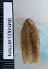 CollectionObject 1552805; NHMUK(SF IMPORT DUPLICATE) BMNH(E) 877704, b1152565-dfa6-4404-815c-cc875ac1770b: Copyright NHM, London. Holotype female, dorsal view. (CollectionObject).