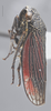 Habitus, lateral view: Lateral. (Observation).