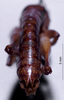 CollectionObject 1531379; NMW No. 6628, d94fc456-0e46-4d29-b528-3cb338ef0c39: male cerci (lectotype). (CollectionObject).