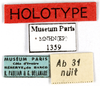 CollectionObject 1587334; MNHN(SF IMPORT DUPLICATE) MNHN-EP-EP1359, e76a3633-e439-472e-b525-101e75149d95: CC BY-NC-ND 4.0/MNHN - Depraetere Marion - 2014. Holotype, male, of crassa Grandcolas, 1994. Specimen number: MNHN-EP-EP1359. http://coldb.mnhn.fr/catalognumber/mnhn/ep/ep1359. (CollectionObject).