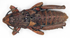 CollectionObject 1578583; d9594c4b-e1ba-40f7-b6b8-f758e6dd046a: male, dorsal view (paralectotype). (CollectionObject).