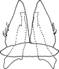 Subgenital plate, ventral view on Bretega juxtaspiverpa Stiller, 2017: Pygofer ventral appendages, ventral view. (Observation).