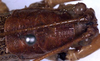 CollectionObject 1531735; dc000eee-1dcb-485e-aa5c-6707ca17166b: male head and pronotum, dorsal view (holotype). (CollectionObject).