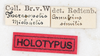 CollectionObject 1556949; NMW 75, afd5275d-2eac-4af4-8981-35733d0678a6: copyright NMW. female, data labels (holotype). (CollectionObject).