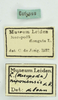 CollectionObject 1475624; 977e53b6-162d-4369-b33b-e44f67efac73: labels (lectotype). (CollectionObject).