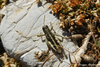 CollectionObject 1598746; 7ca37897-42e7-4a11-8e73-750ab0b79db9: male. (CollectionObject).;CollectionObject 1598747; a712210e-d95b-4b67-9430-fe6b4ed613b4: male. (CollectionObject).