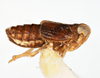Habitus, lateral view: !! display not done !! on Delphacodes balli Muir & Giffard, 1924: (Observation).