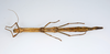 CollectionObject 1591896; acb19454-91fe-4db1-8508-ffc928ca2afd: copyright USNM, Washington. female, ventral view (paratype). (CollectionObject).;CollectionObject 1591897; d1971875-9839-4678-8b9d-2ea18fbdd7eb: copyright USNM, Washington. female, ventral view (paratype). (CollectionObject).