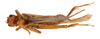 CollectionObject 1523616; cc0ef9bb-1f9c-4083-a25f-db8784b81fe0: male, ventral view (holotype). (CollectionObject).