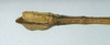 CollectionObject 1563029; 30ffef4a-57bc-4ab1-a895-146398f89664: copyright MNHN, Paris. male: end of abdomen, lateral view of synonym Bacteria clavigera (paralectotype). (CollectionObject).