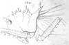 Lesina (Ellatodon) blanchardi (Brongniart, 1890): Pl. III, Fig. 13 a. head and pronotum, lateral view. (Otu).
