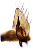 Subgenital plate: subgenital plate, valve and style; dorsal view. (Observation).