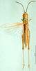 CollectionObject 1501469; ba6e74fb-f5be-4b7e-98fb-4f978005dffd: male, dorsal view (paralectotype). (CollectionObject).