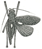 Chloracantha lampra Hebard, 1922: Pl. XV, Fig. 2 (after type). male. (Otu).