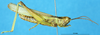 CollectionObject 1543106; 6631dfe7-6fb0-4172-88f2-be2668501a21: male, lateral view (neosyntype of Mecostethus alliaceus). (CollectionObject).