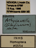 Other on Athysanella (Gladionura) nata Blocker & Johnson, 1990: Labels - Female. Labels for the female Paratype specimen. (Observation).