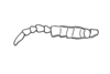 Thrincotropis karruensis Brown, 1960: Fig. 8. male, antenna. (Otu).