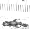 CollectionObject 1566478; 2e2a43e8-6194-4ae1-94db-169778017cf5: male, dorsal view (syntype). (CollectionObject).