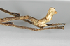 CollectionObject 1557412; 552b516a-3afe-403d-86eb-76071707d737: copyright MNHU, Berlin. male: end of abdomen, lateral view of Palophus hippotaurus (holotype). (CollectionObject).