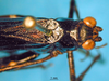 CollectionObject 1521371; 6011bee6-010b-4b67-b803-2ff57a0f890f: female head and pronotum, dorsal view (lectotype). (CollectionObject).