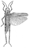 Heliastus guanieri Caudell, 1903: Fig. 3. female, dorsal view (body length 19-20 mm, tegmina 15-16 mm). (Otu).