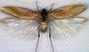 CollectionObject 1501752; f76e118a-2166-4963-a6da-3be1c2991afa, DORSA BTdapgenS03: male, dorsal view (syntype). (CollectionObject).