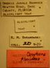 Ozophora floridana Slater & Baranowski, 1983: Ozophora floridana - Holotype Labels (NMNH) - (CC BY-NC 3.0) - Photo by Pablo M. Dellapé with permission from the National Museum of Natural History (NMNH), Smithsonian Institution, Washington, D.C. (Otu).