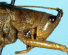 CollectionObject 1516752; 93aa3b64-2084-4f1d-a50d-dc0a6d908732: female head and pronotum, lateral view (holotype). (CollectionObject).
