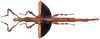 CollectionObject 1562625; 48bbc3a6-b617-4091-a6d4-0037f0706ec3: copyright ZSMC, Munich. female (holotype). (CollectionObject).